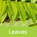 Mature Juglans Nigra Black Walnut Leaves